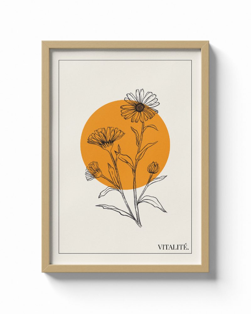 Calendula / Vitalité